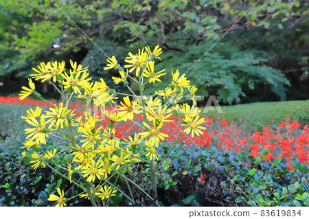 黃豹植物花（紅丹參背景） 83619834