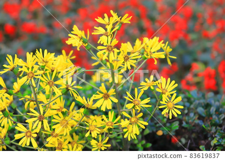 黃豹植物花（紅丹參背景） 83619837