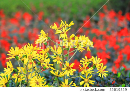 黃豹植物花（紅丹參背景） 83619839