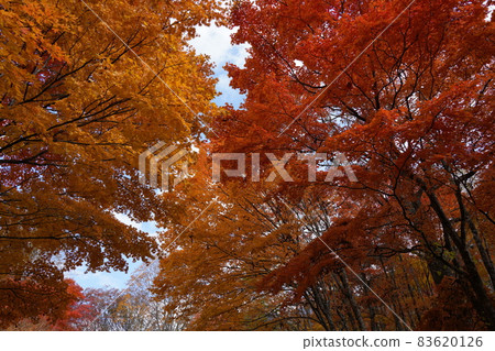 Autumn leaves of Nabehira Kogen in Okuhida Onsenkyo 83620126