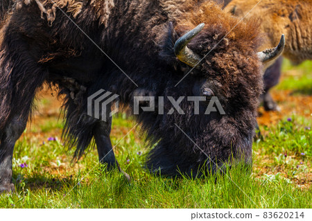 American Bison or Buffalo 83620214
