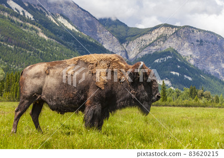 American Bison or Buffalo 83620215