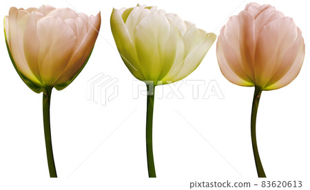 set  flowers tulips on a white  isolated background with clipping path. Close-up. Flowers on the stem. Nature. 83620613