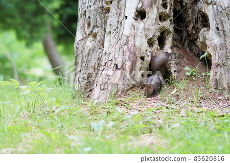 Ezoris who goes down to the ground and eats food on a summer morning 83620816