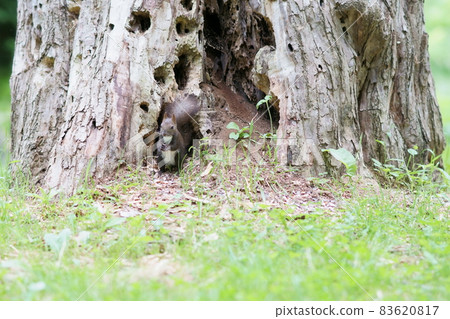 在夏天的早晨下到地上吃食物的埃佐里斯 83620817