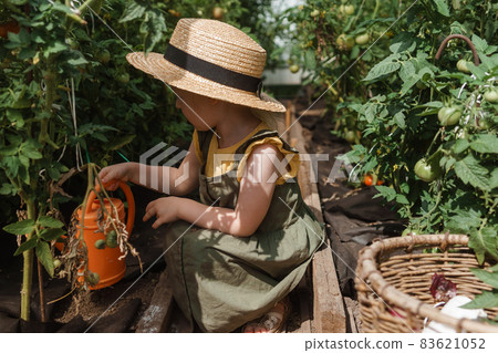 A little girl in a straw hat is picking tomatoes in a greenhouse. Harvest concept. 83621052