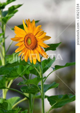 向日葵向日葵 83621334