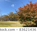 楓樹染紅藍天 83621436