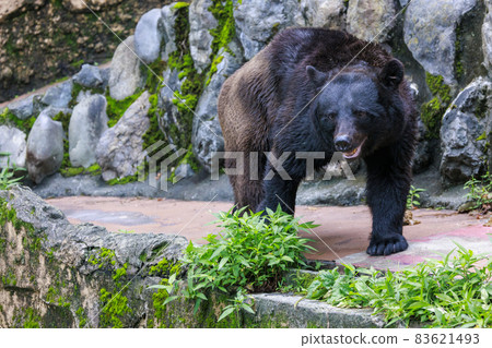 Tama Zoological Park, Black Bear 83621493