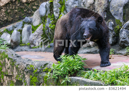 Tama Zoological Park, Black Bear Tama Zoological Park, Black Bear 83621494