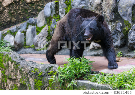 塔馬動物園，黑熊 83621495