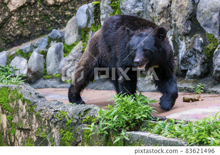 塔馬動物園，黑熊 83621496