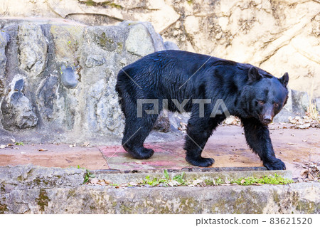 Tama Zoological Park, Black Bear Tama Zoological Park, Black Bear 83621520