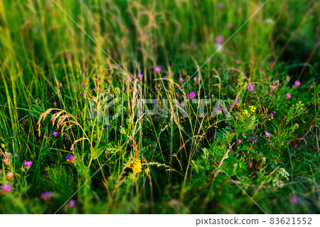 Selective focus: field herbs on meadow, top view. Colorful grass field background for design or project. Summer meadowland texture. High-quality photo Selective focus: field herbs on meadow, top view. Colorful grass field background for design or project. Summer meadowland texture. High-quality photo 83621552