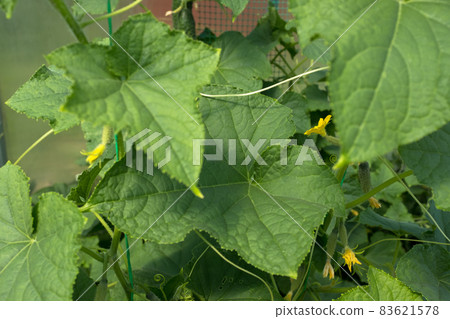 Cucumber plants with green leaves and flowers of vegetable grow in greenhouse, closeup. Organic food agriculture concept. High-quality photo Cucumber plants with green leaves and flowers of vegetable grow in greenhouse, closeup. Organic food agriculture concept. High-quality photo 83621578