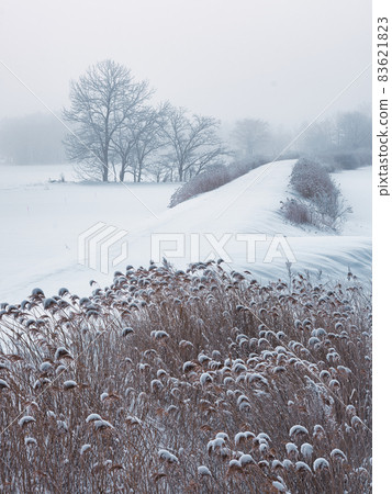 snow day snow day 83621823