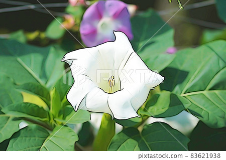 Pastel style "Datura" illustration image Pastel style "Datura" illustration image 83621938