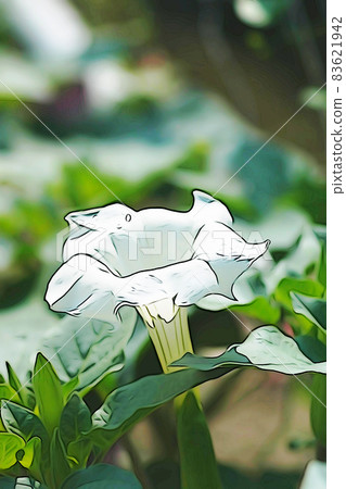 Pastel style "Datura" illustration image Pastel style "Datura" illustration image 83621942