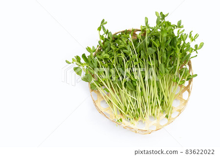 Pea Sprouts in bamboo basket on white background. Pea Sprouts in bamboo basket on white background. 83622022
