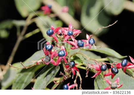 Rabbit fruit Rabbit fruit 83622136
