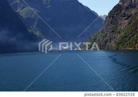 Seagulls crossing the valley of Naeroyfjord Seagulls crossing the valley of Naeroyfjord 83622538