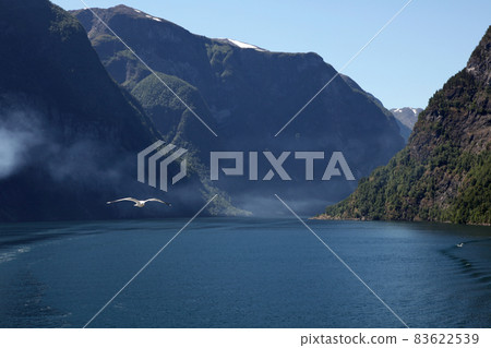 Seagulls crossing the valley of Naeroyfjord Seagulls crossing the valley of Naeroyfjord 83622539