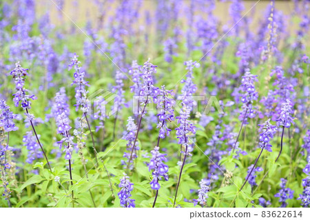 Flower of Salvia Farinassea Flower of Salvia Farinassea 83622614