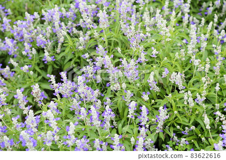 Flower of Salvia Farinassea 83622616