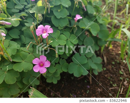 Small pink flowers blooming on the road 83622946