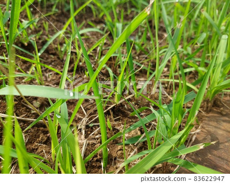 Green undergrowth that grows on the path 83622947