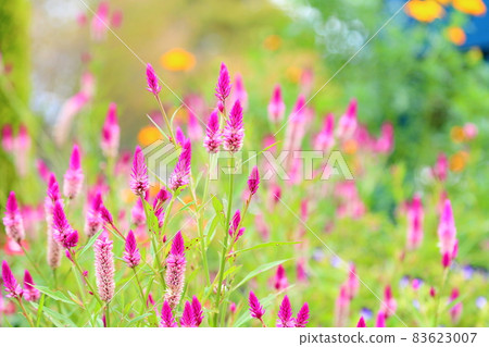 Nogeitou flower 83623007