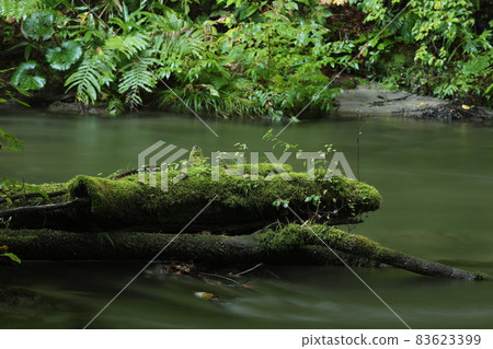 深綠色奧入瀨峽谷的倒樹 83623399