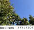 樹木和天空 83623506