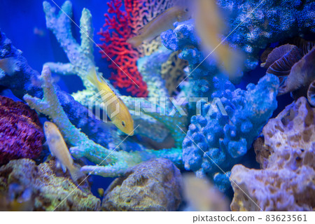 Tropical fish in the aquarium 83623561