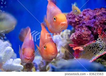 Tropical fish in the aquarium 83623563