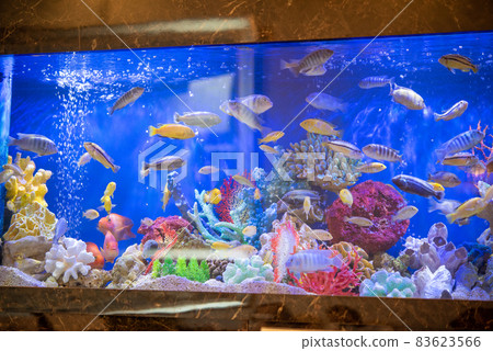 Tropical fish in the aquarium Tropical fish in the aquarium 83623566