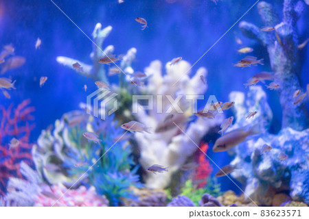Tropical fish in the aquarium 83623571