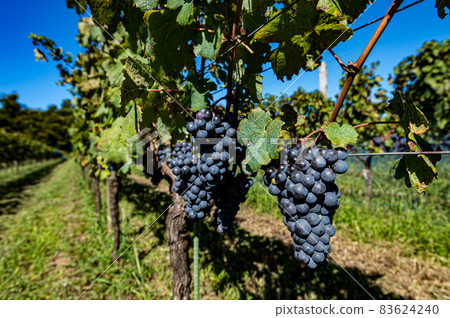 Vineyards and blue sky Vineyards and blue sky 83624240