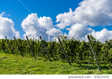 Vineyards and blue sky Vineyards and blue sky 83624245