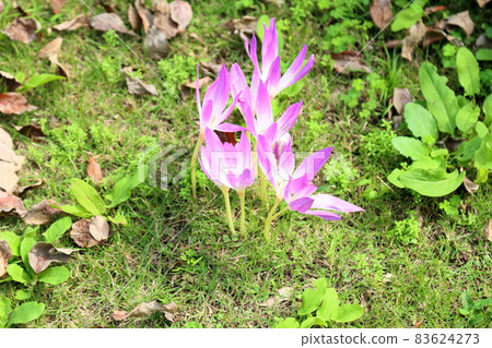 Corticum花 83624273