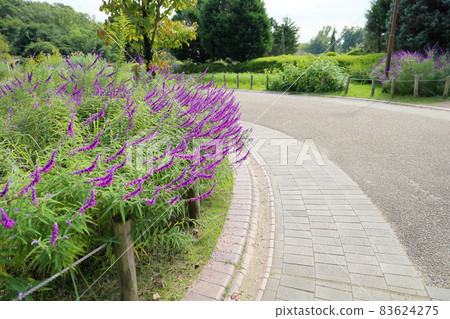 Salvia leucansa flowers 83624275