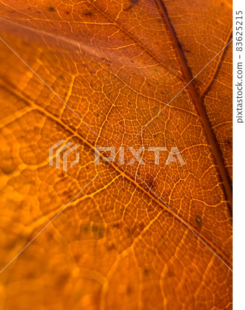 The macro view of a red leaf, the leaf is shining through the sun, autumn is in full swing 83625215