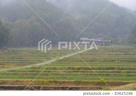霧中梯田《北斗市》 霧中梯田《北斗市》 83625286