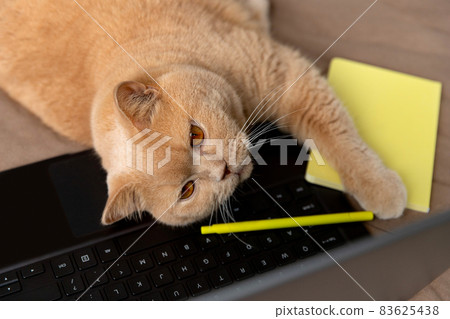Scottish fold red cat lies on the sofa with laptop and notepad 83625438