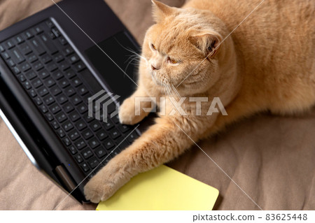Scottish fold red cat lies on the sofa with laptop and notepad Scottish fold red cat lies on the sofa with laptop and notepad 83625448