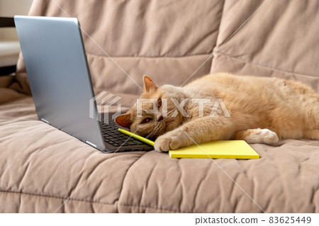 Scottish fold red cat lies on the sofa with laptop and notepad Scottish fold red cat lies on the sofa with laptop and notepad 83625449