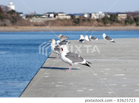 Gulls to open mouth Gulls to open mouth 83625723