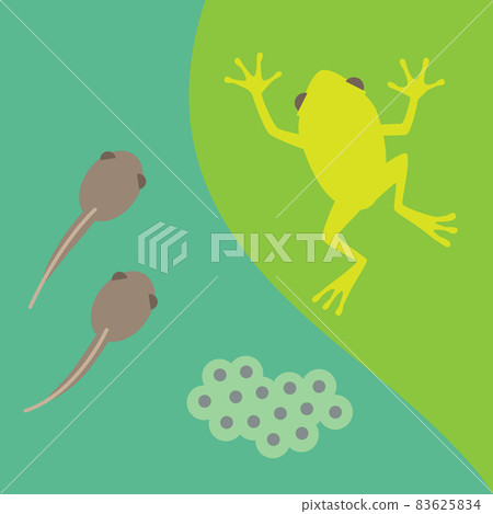 Frog tadpole egg 83625834