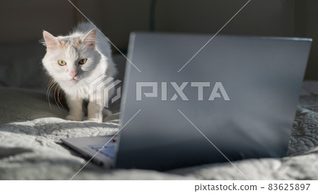 White cat sits at a laptop on the bed. White cat sits at a laptop on the bed. 83625897