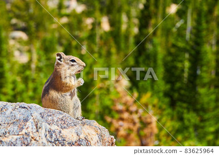 Chipmunk pondering life on rock with forest background Chipmunk pondering life on rock with forest background 83625964
